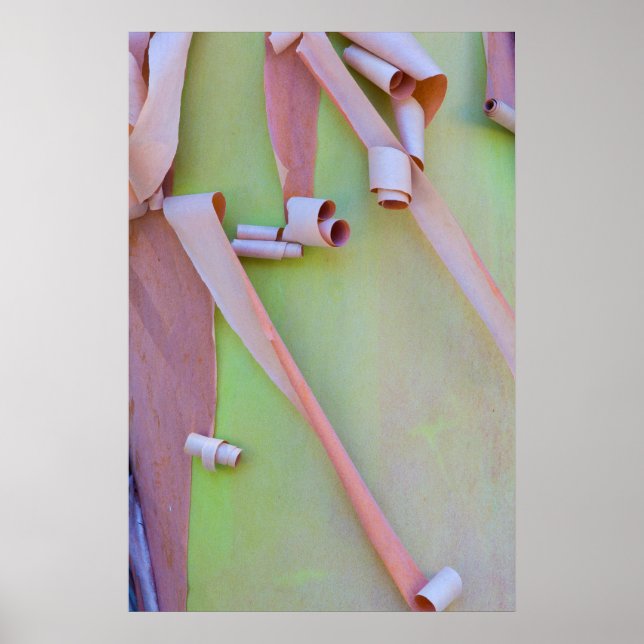 Affiche Madrone Tree Bark Abstract (Devant)