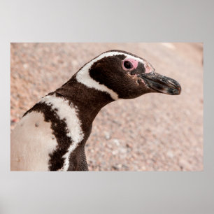 Affiche Magellanic Penguin, Patagonia, Argentina