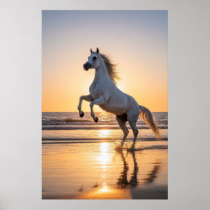 Affiche Magnifique cheval arabe blanc sur la plage au couc