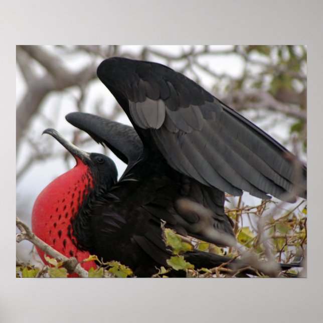 Affiche Magnifique Frigate Bird (Devant)