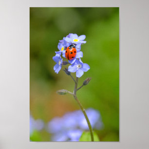 Affiche Magnifique Ladybug sur l'impression de l'oubli-moi