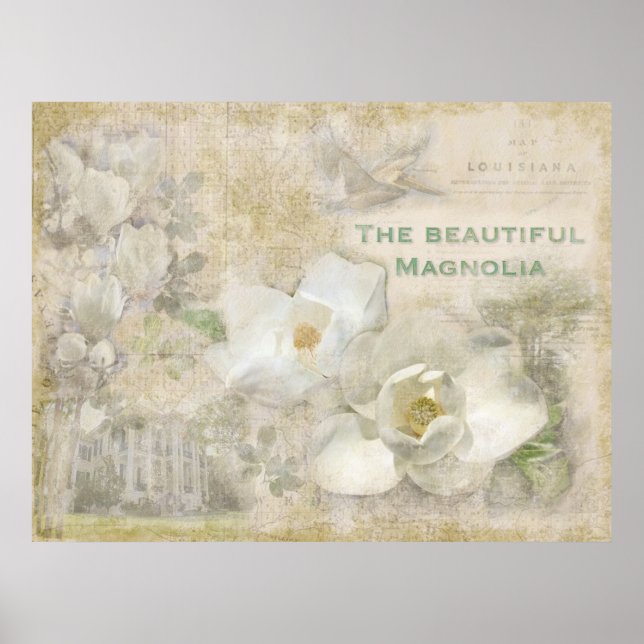 Affiche Magnifique Magnolia Vintage (Devant)