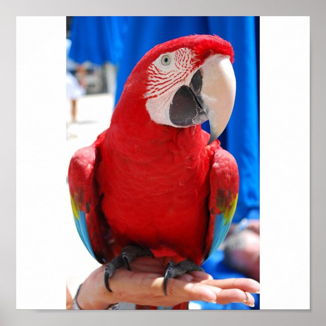 Affiche Magnifique McCaw (Devant)