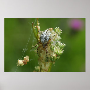 Affiche Magnifique Nature - Araignée diadème - Gros plan