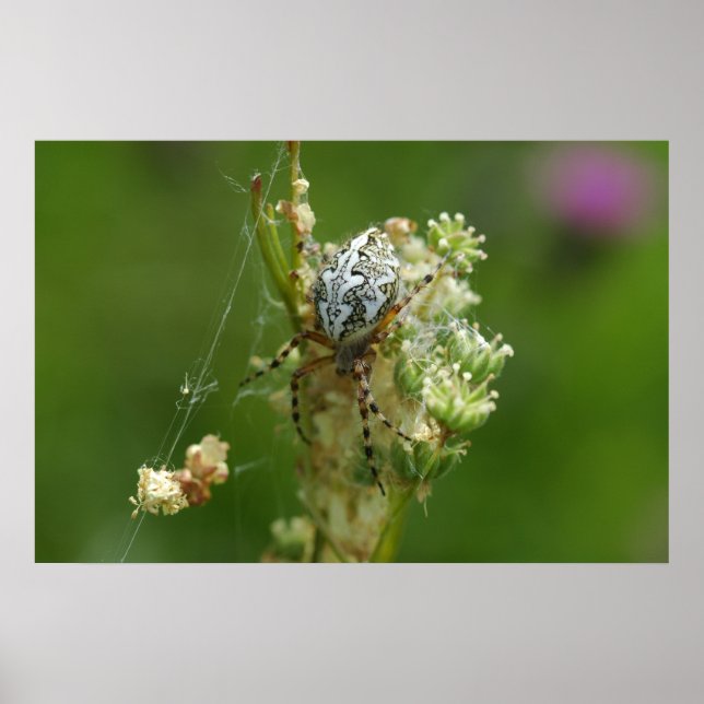 Affiche Magnifique Nature - Araignée diadème - Gros plan (Devant)