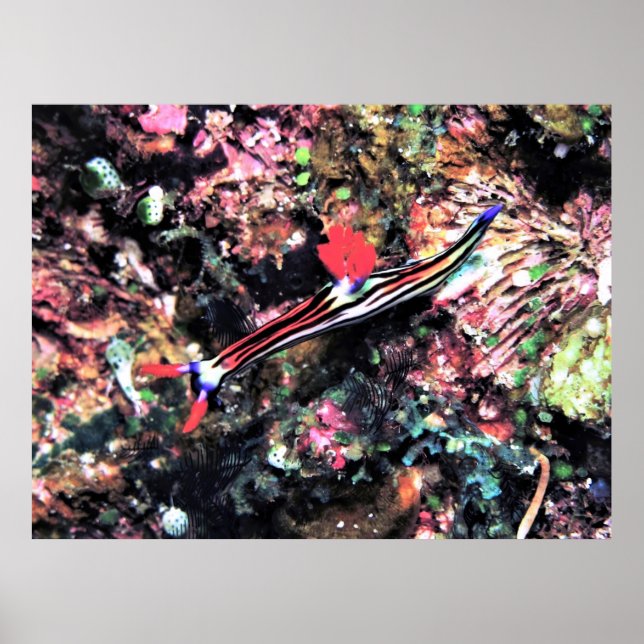 Affiche Magnifique Nudi (Devant)