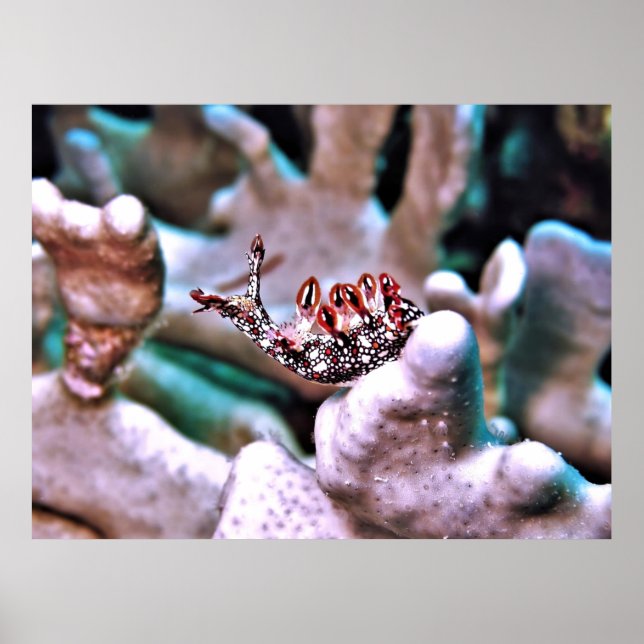 Affiche Magnifique Nudi (Devant)