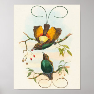 Affiche Magnifique Oiseau de Paradis par John Gould