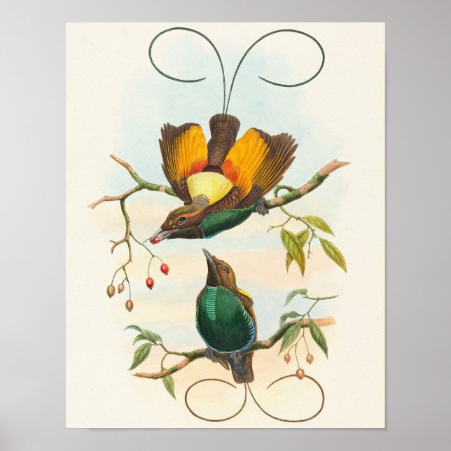 Affiche Magnifique Oiseau de Paradis par John Gould (Devant)