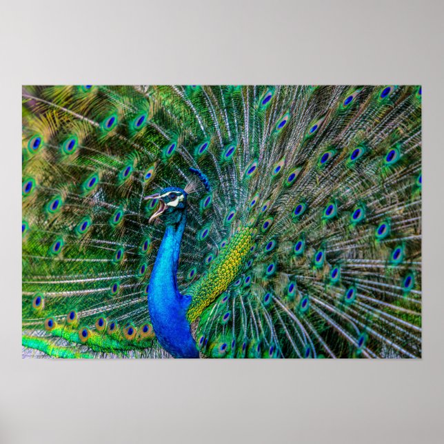 Affiche Magnifique Peacock avec ses Plumes de Queue Open (Devant)