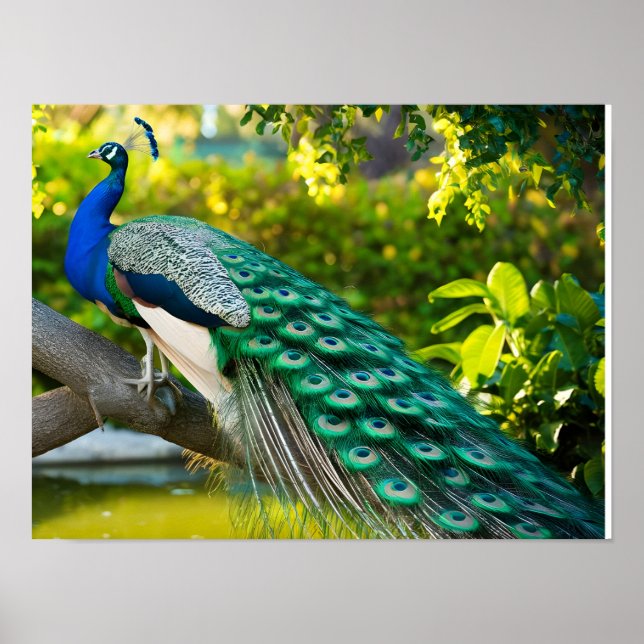 Affiche Magnifique Peacock Images (Devant)