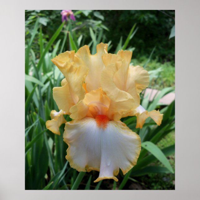 Affiche Magnifique photo de fleur d'iris jaune et blanc  (Devant)