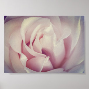 Affiche Magnifique Rose Lavande rose Fleur Archivage