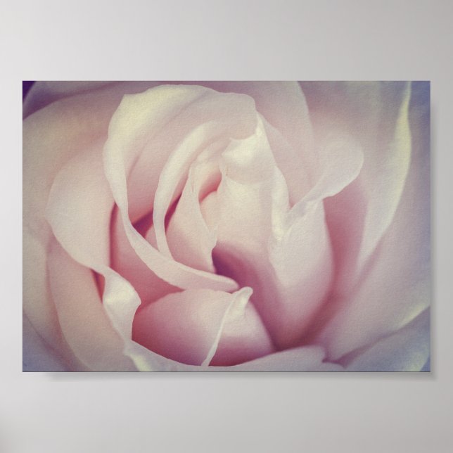 Affiche Magnifique Rose Lavande rose Fleur Archivage (Devant)