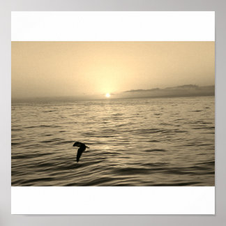 Affiche magnifique silhouette de goéland au coucher du sol