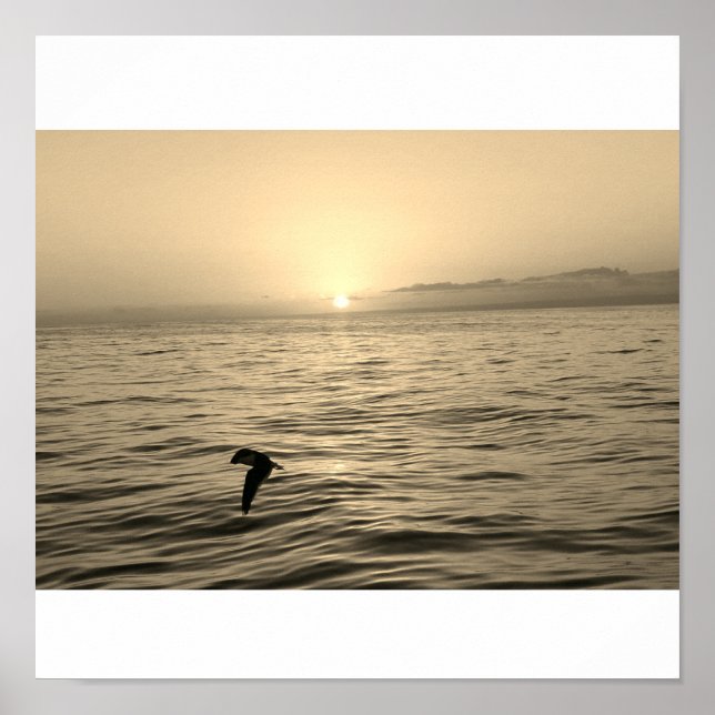 Affiche magnifique silhouette de goéland au coucher du sol (Devant)