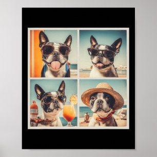 Affiche Magnifiques chiens Boston Terrier en vacances d'ét
