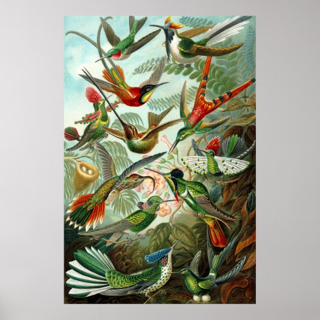 Affiche Magnifiques colibris Ernst Haeckel (Devant)