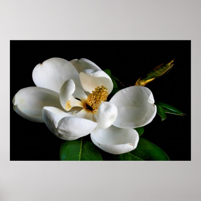 Affiche Magnolia (Devant)