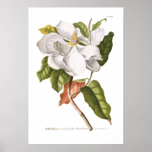 Affiche Magnolia.