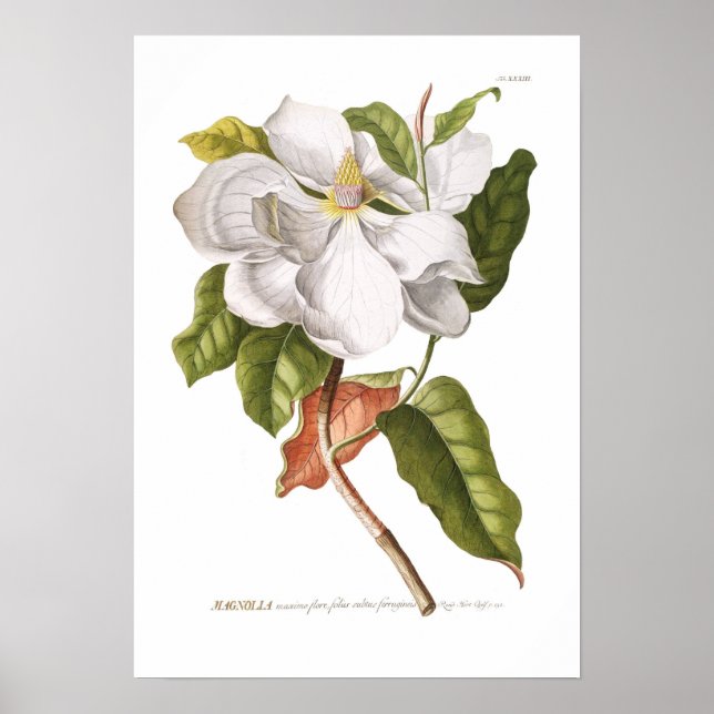 Affiche Magnolia. (Devant)