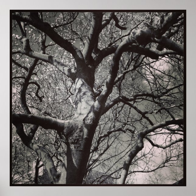 Affiche Magnolia (Devant)