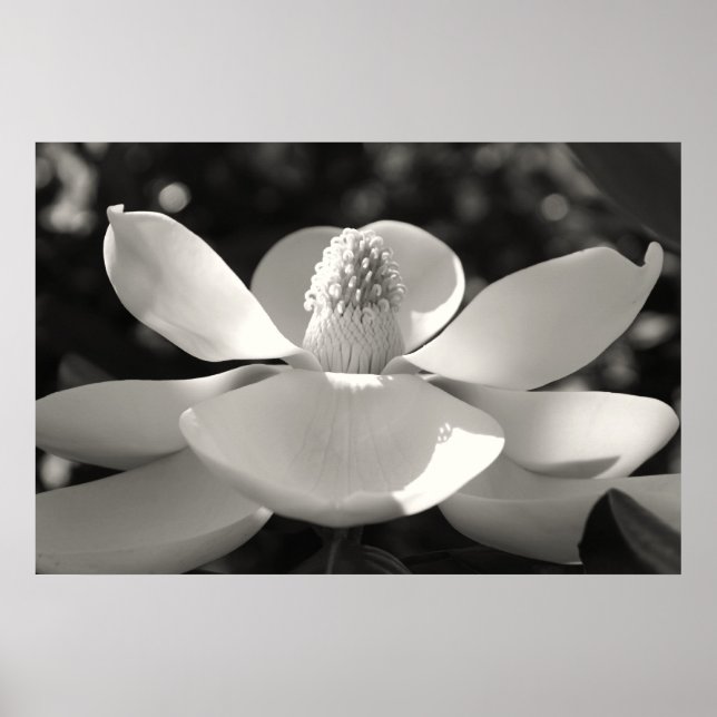 Affiche Magnolia 1, 2009 (Devant)