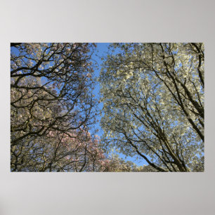 Affiche Magnolia Arbres, Branches et Blossom