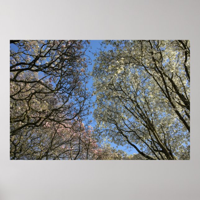 Affiche Magnolia Arbres, Branches et Blossom (Devant)