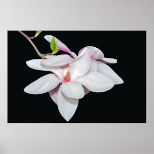 Affiche Magnolia blanc