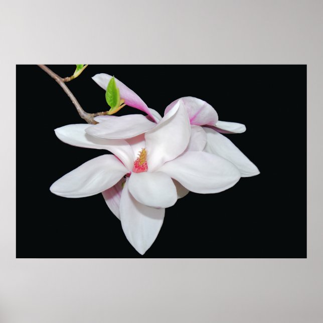 Affiche Magnolia blanc (Devant)
