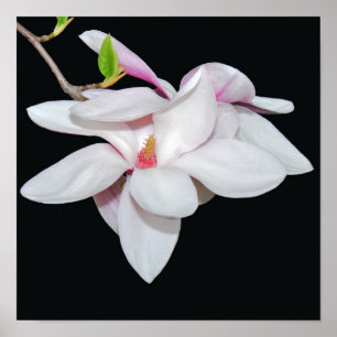 Affiche Magnolia blanc