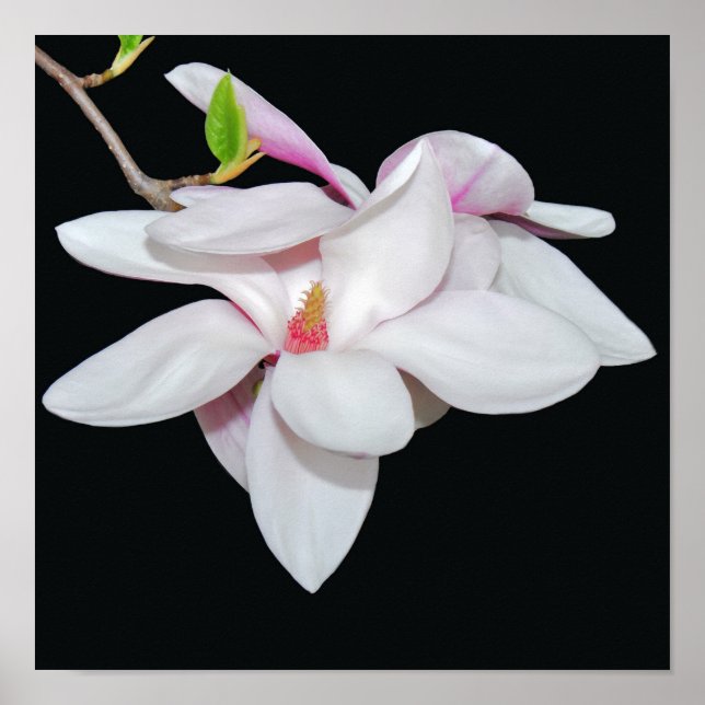 Affiche Magnolia blanc (Devant)