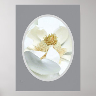 Affiche Magnolia blanc