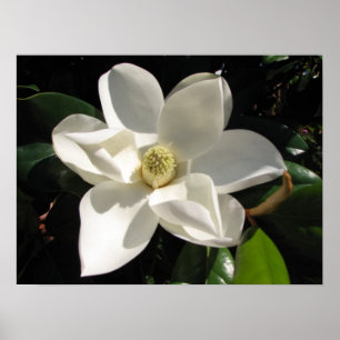 Affiche Magnolia Bloom