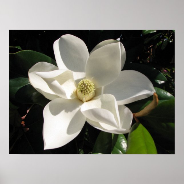 Affiche Magnolia Bloom (Devant)