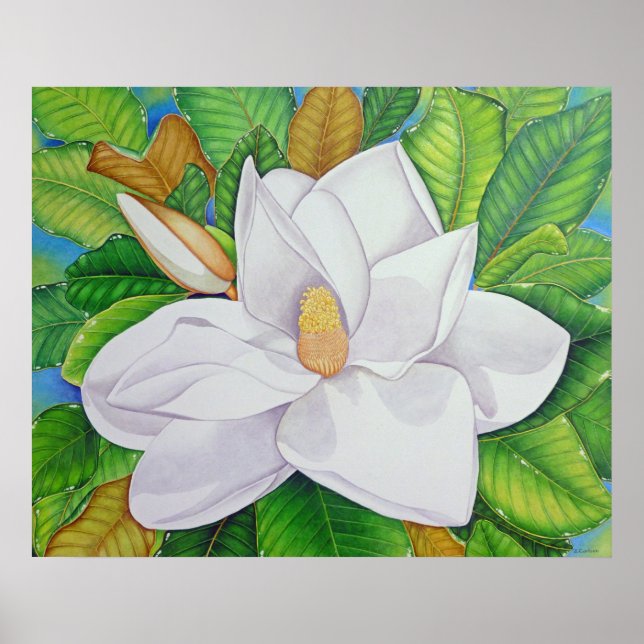 Affiche Magnolia blossom (Devant)