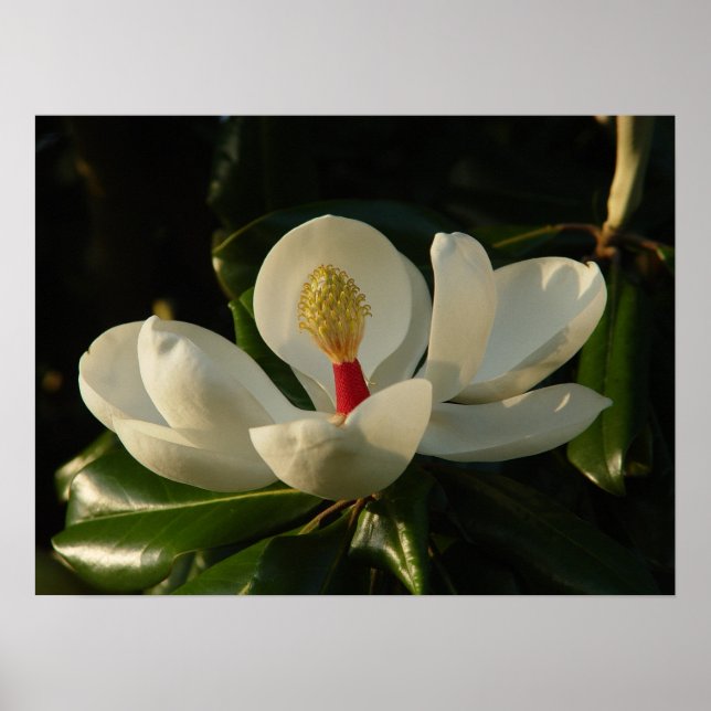 Affiche Magnolia blossom (Devant)
