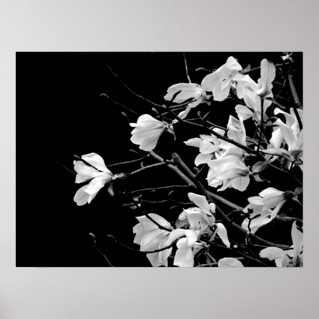 Affiche Magnolia Branches Art (Devant)