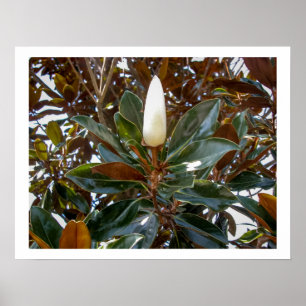 Affiche Magnolia Bud