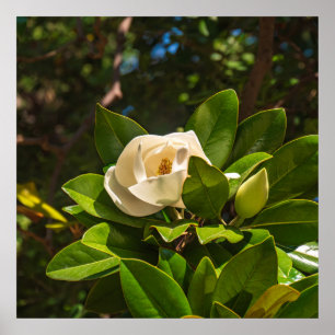 Affiche Magnolia de Corfou