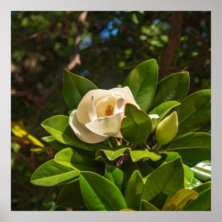 Affiche Magnolia de Corfou