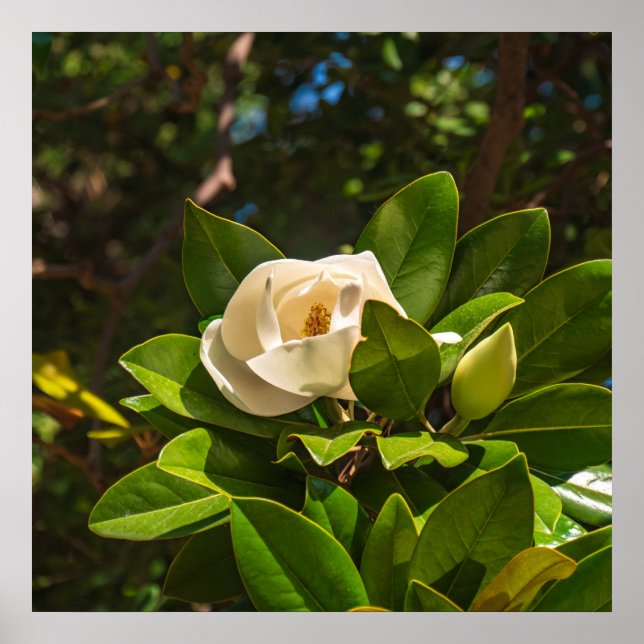 Affiche Magnolia de Corfou (Devant)