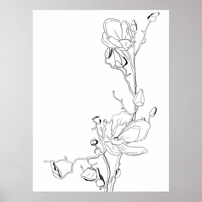 Affiche Magnolia dessins botaniques à la ligne (Devant)