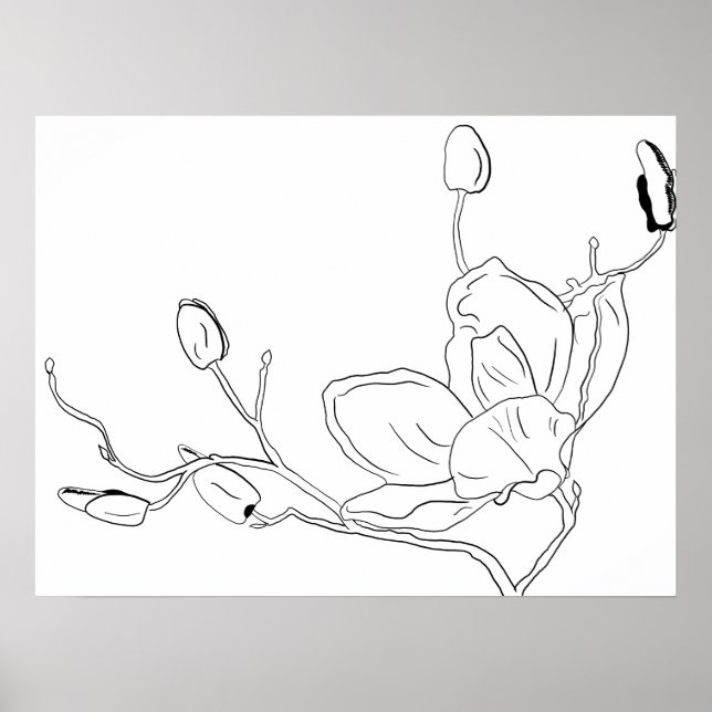 Affiche Magnolia dessins botaniques au trait (Devant)