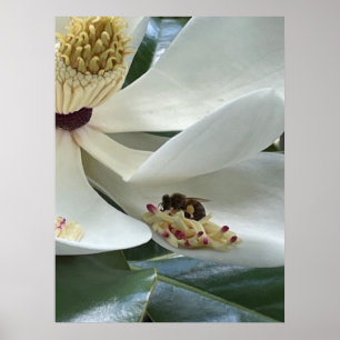 Affiche Magnolia en gros plan