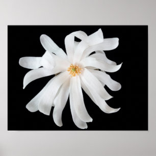 Affiche Magnolia Flower