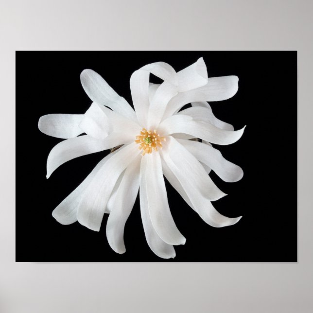 Affiche Magnolia Flower (Devant)