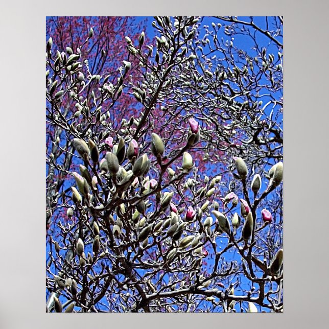 Affiche Magnolia, Mass of Buds (Devant)