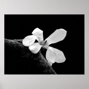 Affiche Magnolia noir et blanc élégant